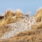 NORDSEE: Dünenlandschaft bei Schillig