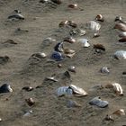 Nordsee-Edelmuscheln