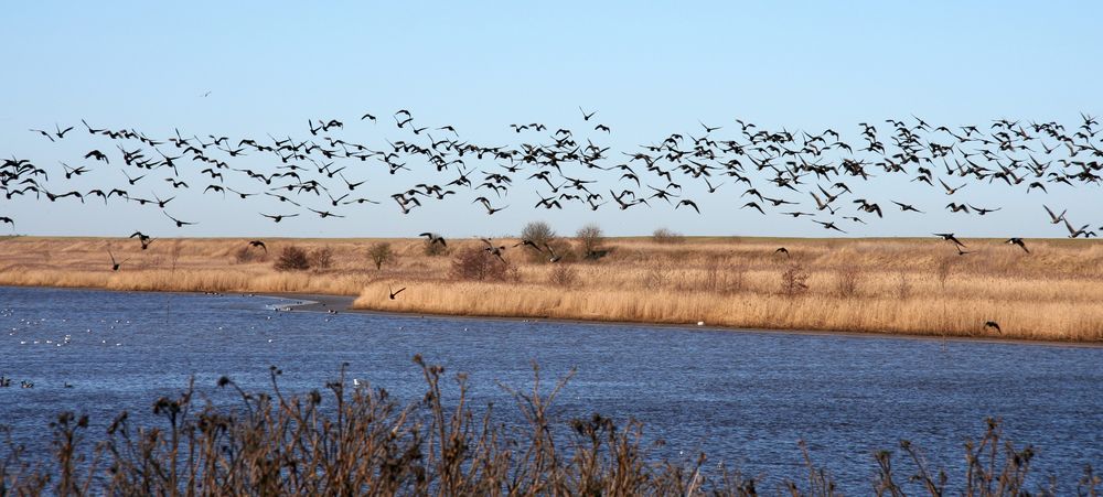 Nordsee von Petra Rau 