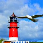 Nordsee Feeling Möve am Leuchtturm in Büsum