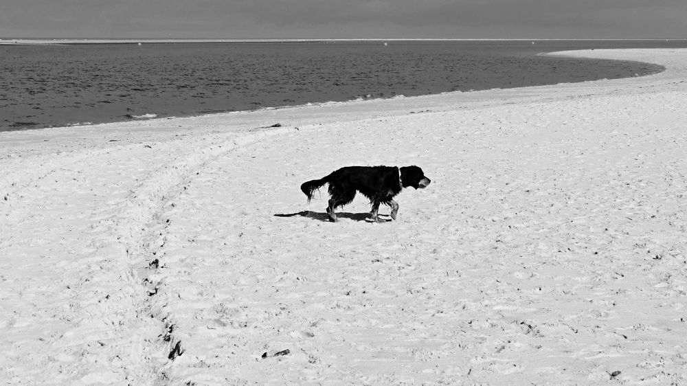 Nordsee-Galerie - Langeoog