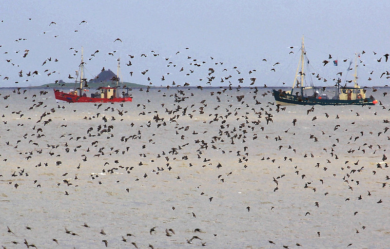 Nordsee Hallig