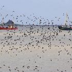 Nordsee Hallig