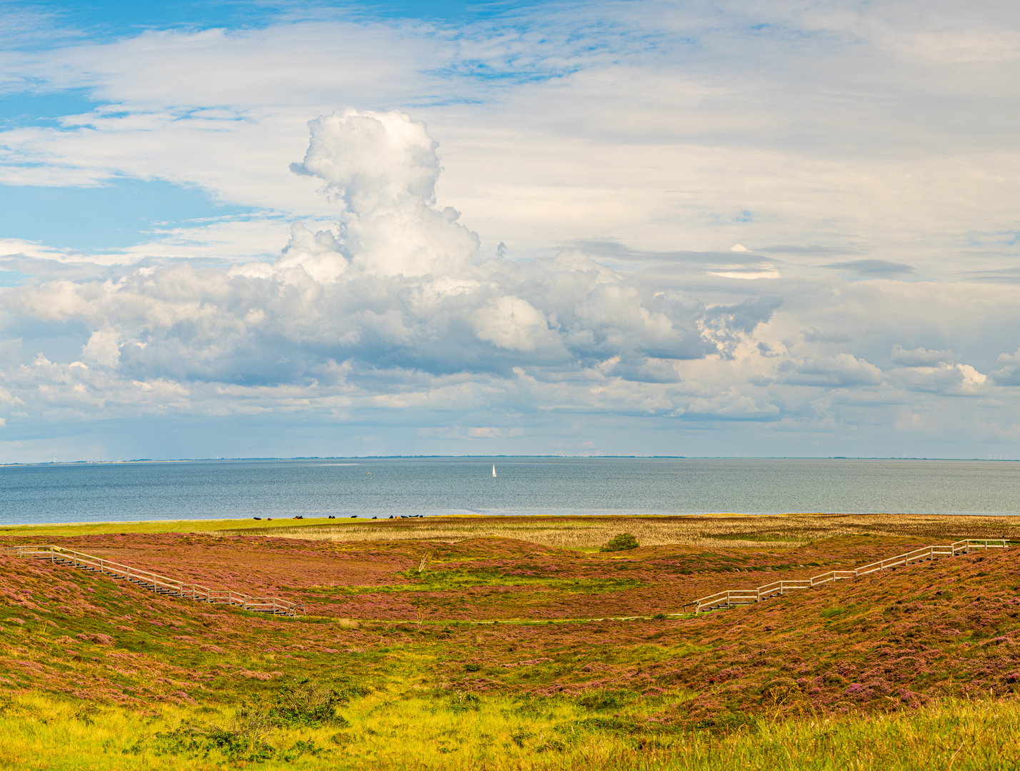 Nordsee Heide