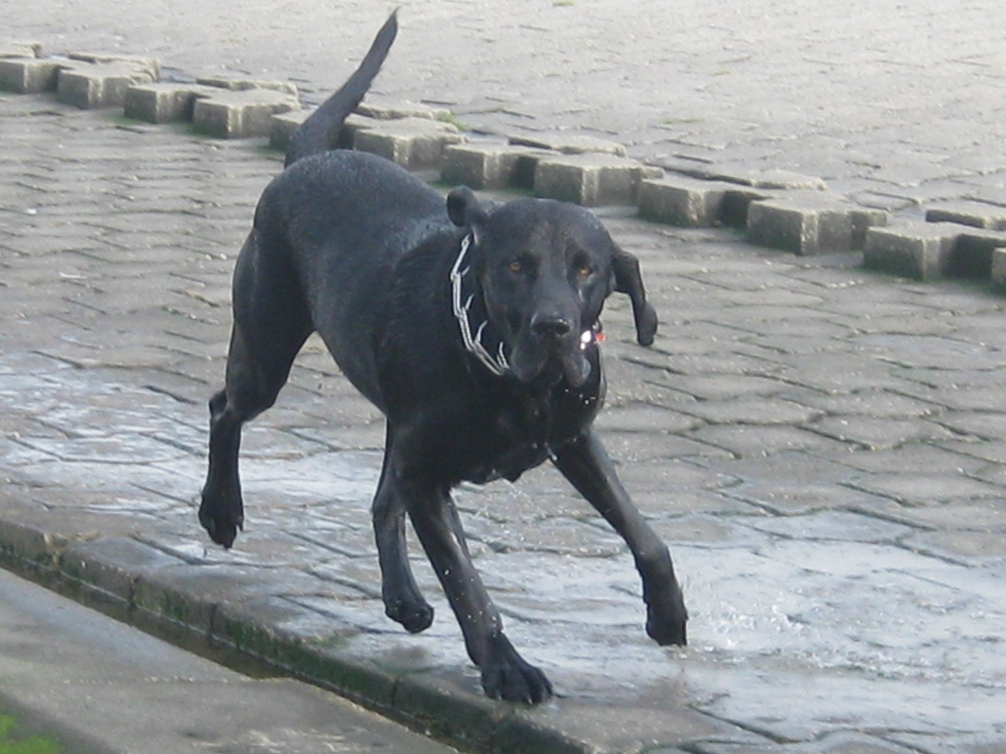 Nordsee Hund