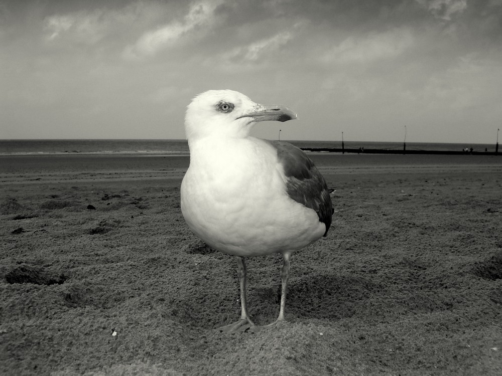 Nordsee II