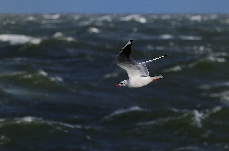 Nordsee im Winter