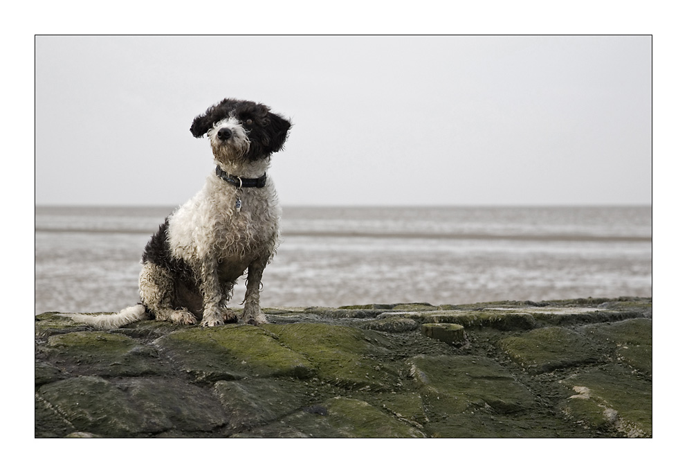 Nordsee im Winter VI - einmal König am Strand sein