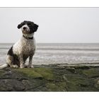 Nordsee im Winter VI - einmal König am Strand sein