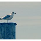 Nordsee Impression