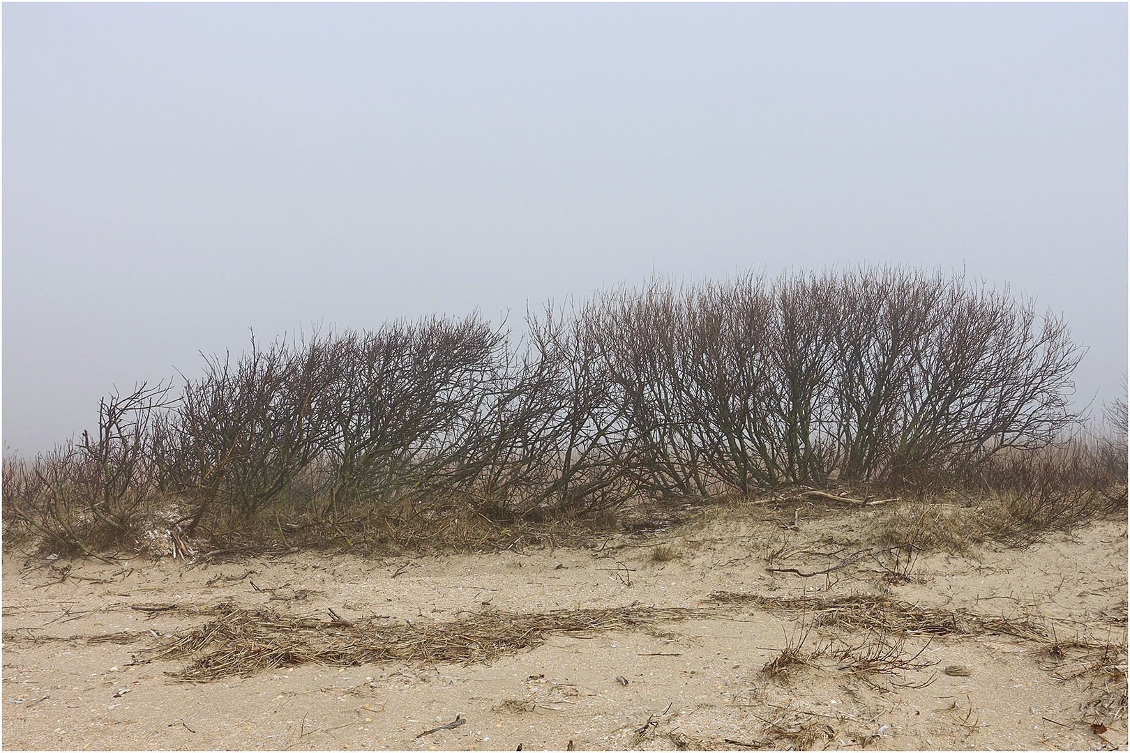 Nordsee-Impressionen (11) - "Windflüchter"  . . .