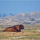 Nordsee-Impressionen (13) - Als Landschaftspfleger . . .