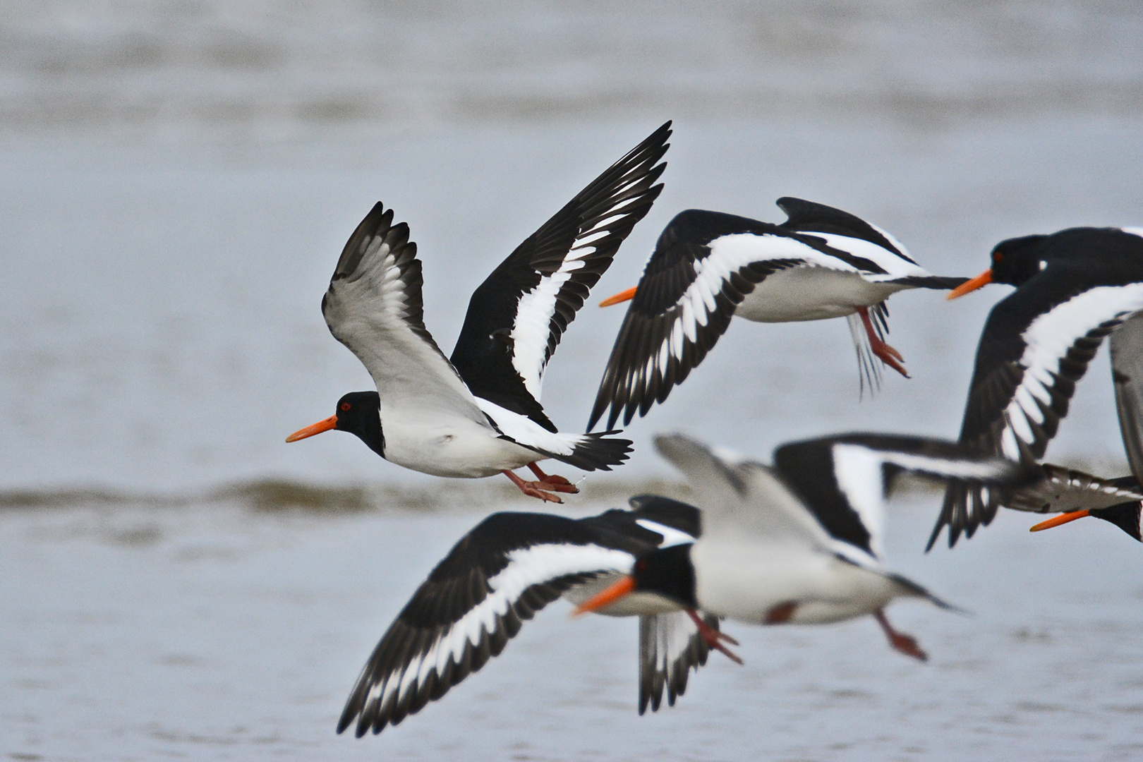 Nordsee-Impressionen (14) - Die Austernfischer (Haematopus ostralegus) . . .