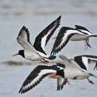 Nordsee-Impressionen (14) - Die Austernfischer (Haematopus ostralegus) . . .