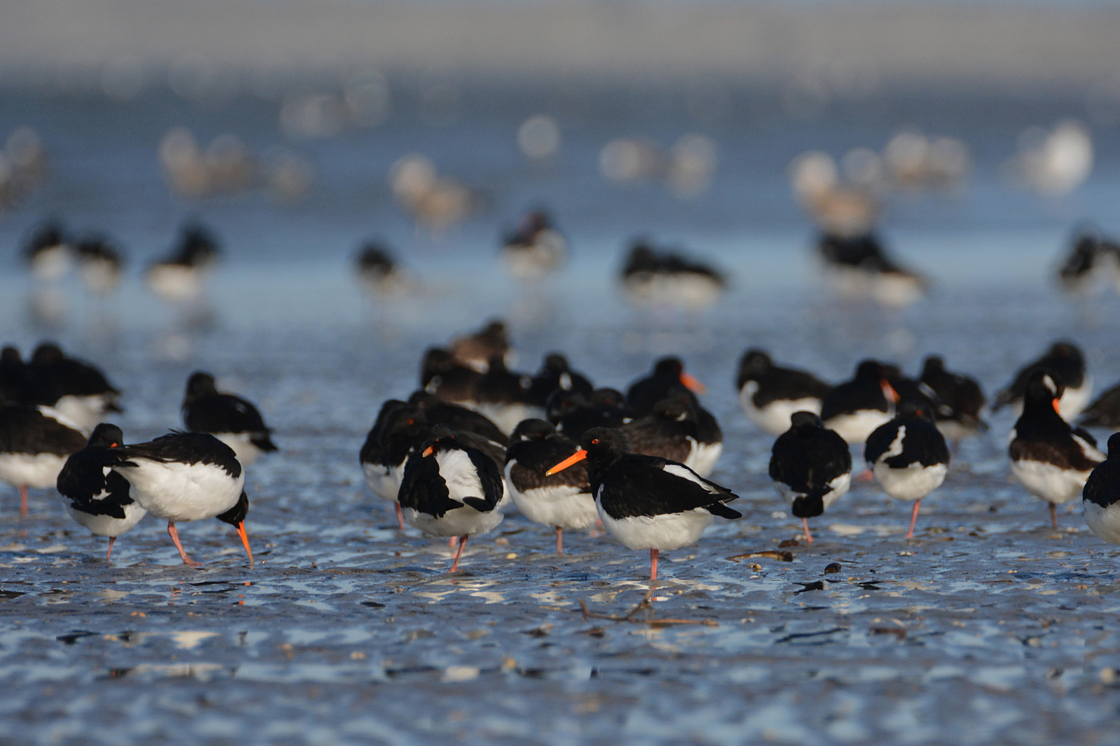 Nordsee-Impressionen (3) - Austernfischer (Haematopus ostralegus) . . .