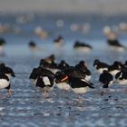 Nordsee-Impressionen (3) - Austernfischer (Haematopus ostralegus) . . .