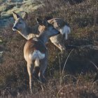 Nordsee-Impressionen (5) - Rehe zeigen . . .