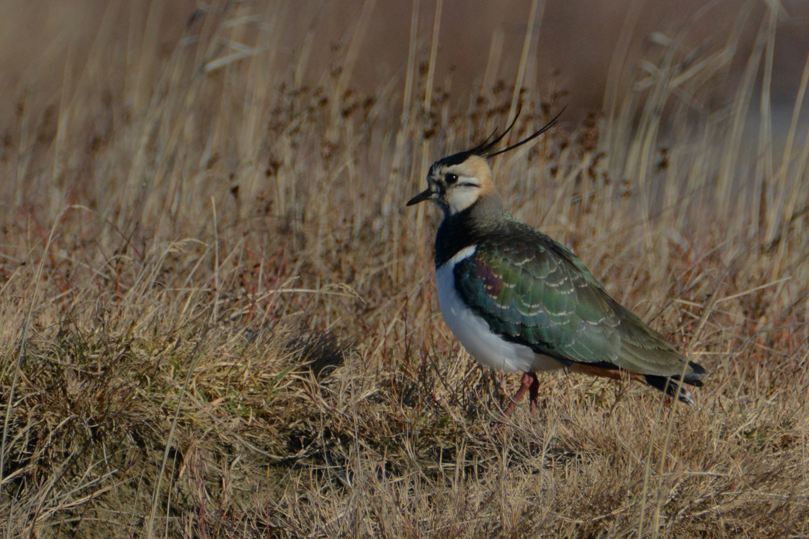 Nordsee-Impressionen (6) - Der Kiebitz (Vanellus vanellus) . . .