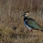 Nordsee-Impressionen (6) - Der Kiebitz (Vanellus vanellus) . . .