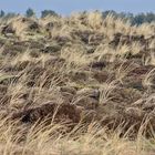 Nordsee-Impressionen (9) Graeser und Heide . . .