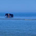 Nordsee Juli 2018 002