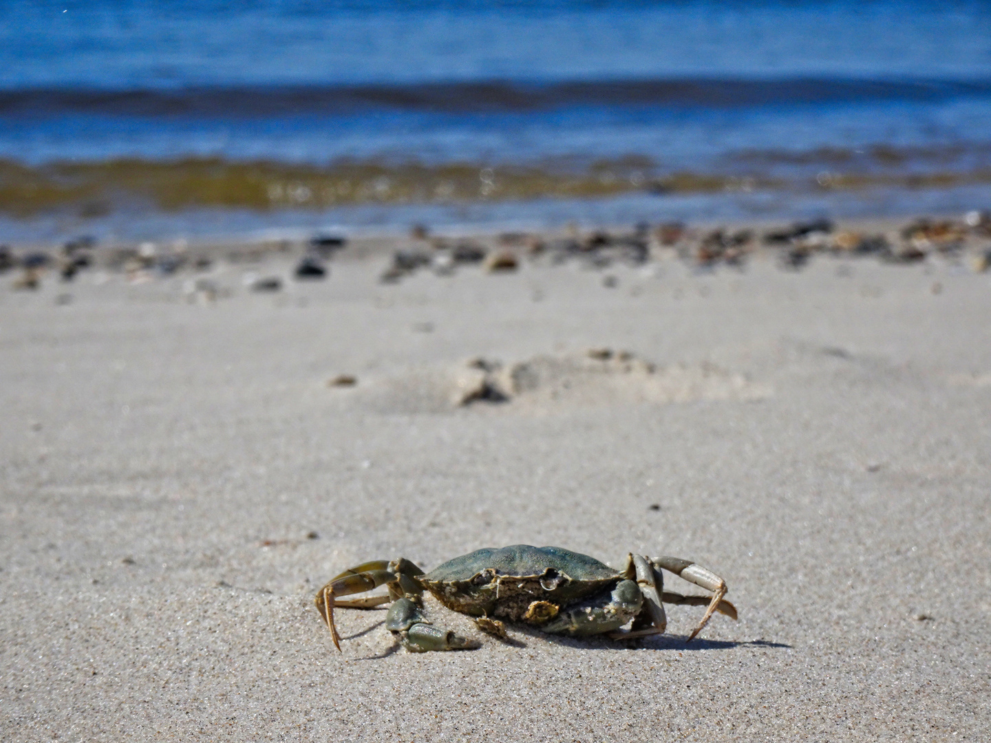 Nordsee Krebs