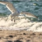 Nordsee - Landeanflug