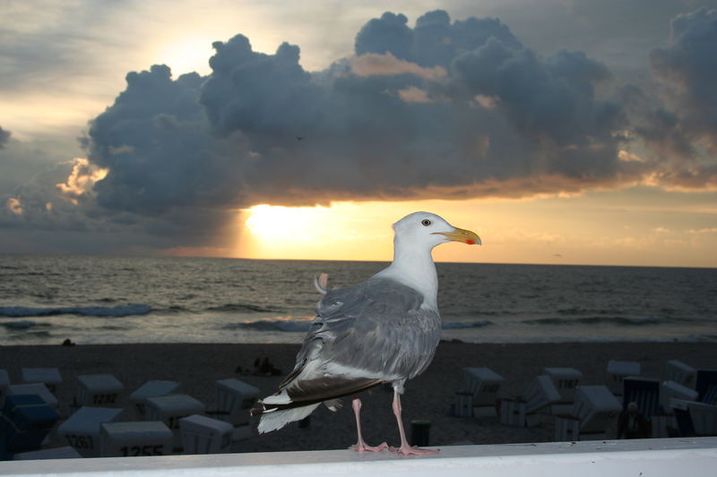 Nordsee Möwe