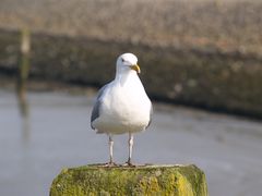 Nordsee-Möwe auf Wachposten