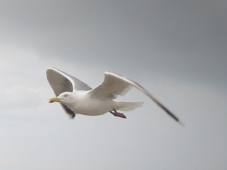 Nordsee Möwe