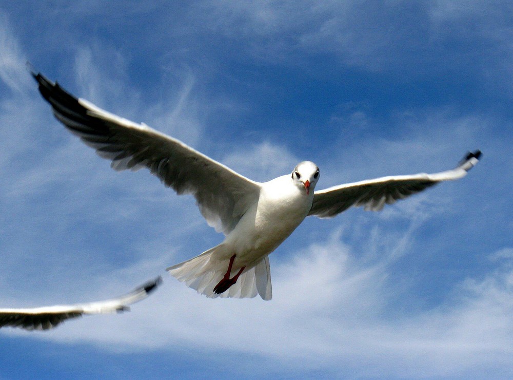 Nordsee Möwe