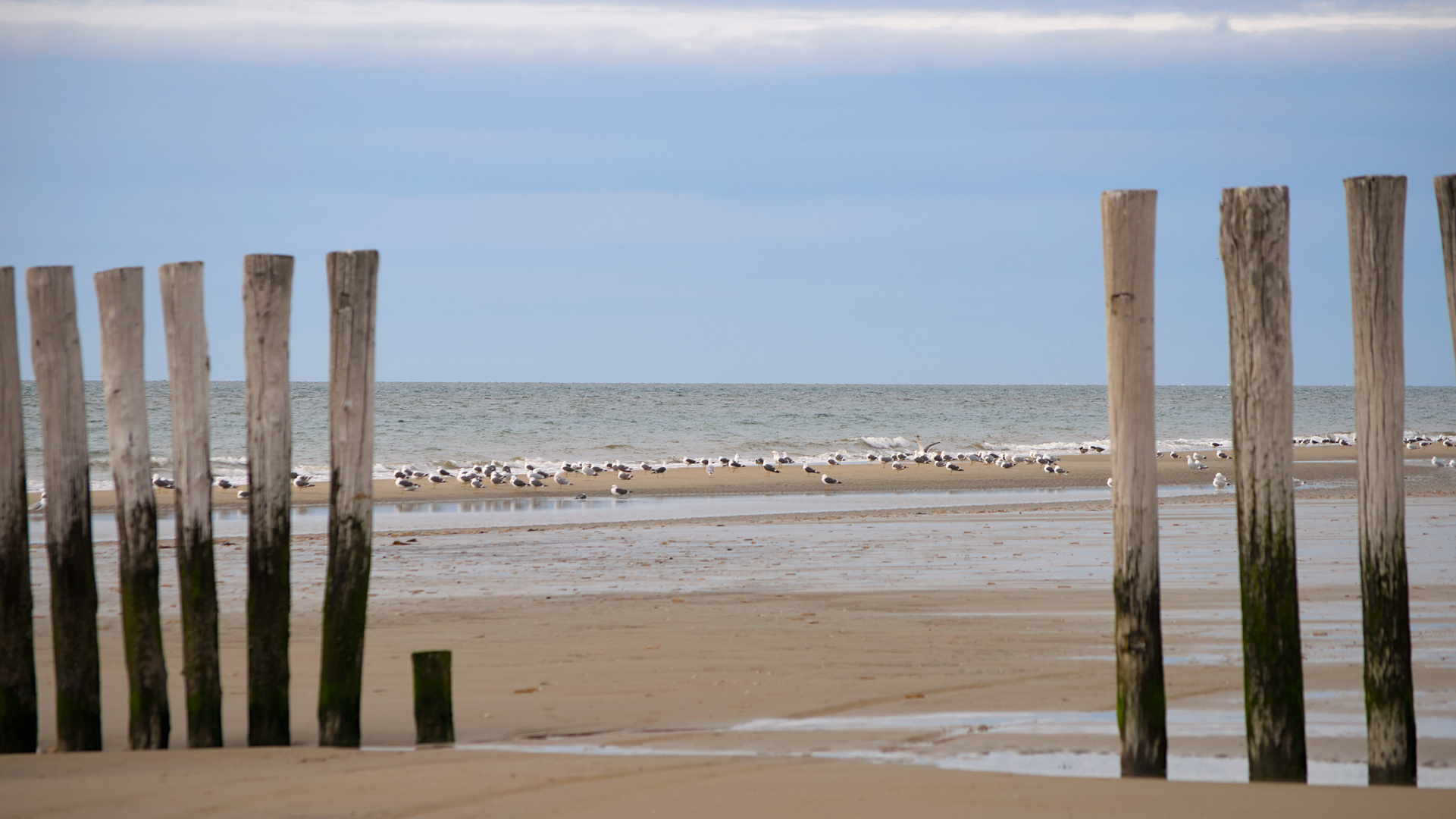 Nordsee Möwen