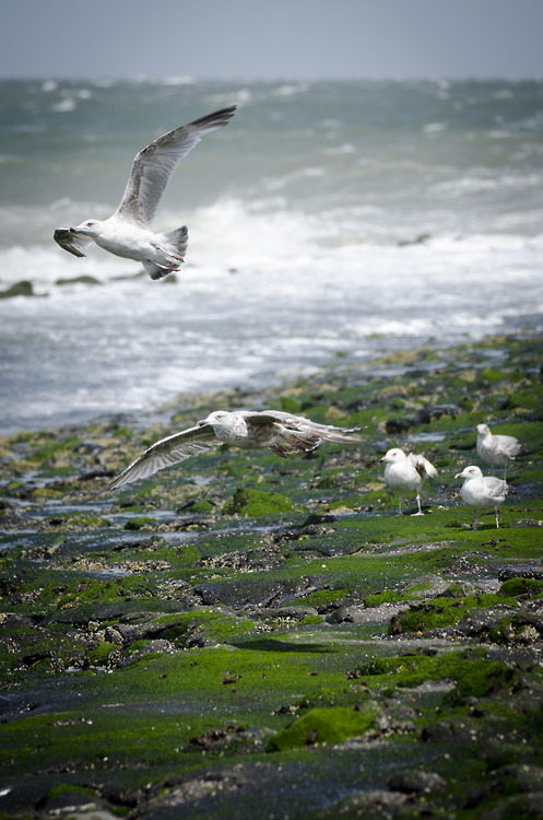 Nordsee-Möwen