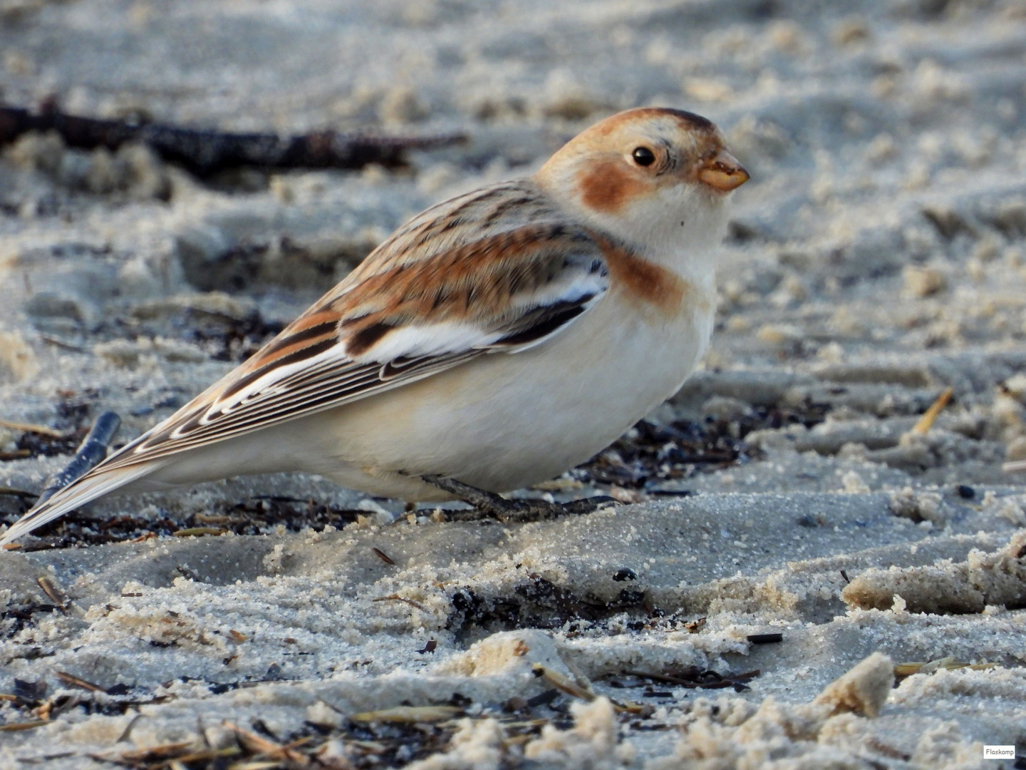 Nordsee Nov. 20:Schneeammer