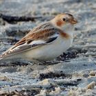 Nordsee Nov. 20:Schneeammer