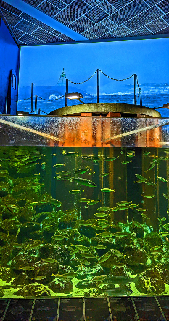 Nordsee Ozeanarium Hirtshals (Nordjütland) 1