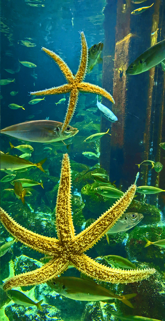 Nordsee Ozeanarium Hirtshals (Nordjütland) 2