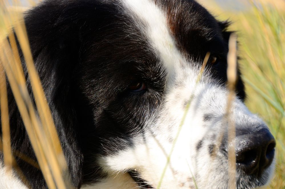 Nordsee-Portraits