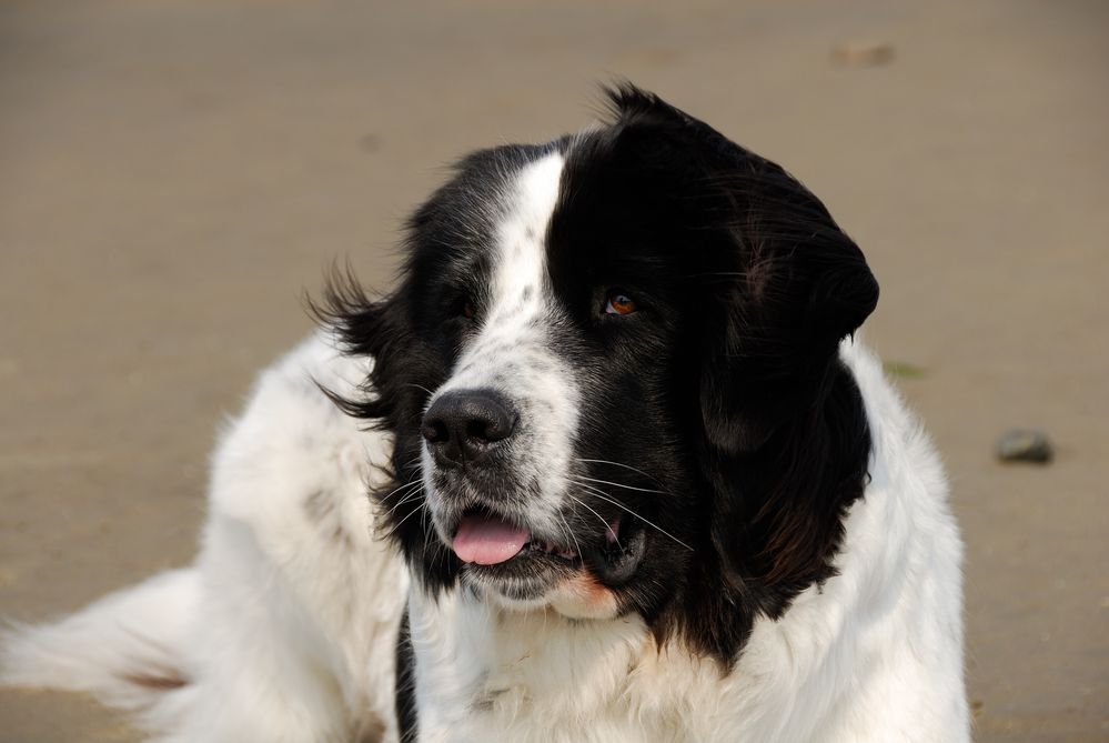 Nordsee-Portraits