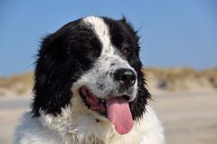 Nordsee-Portraits