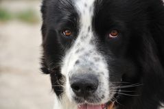 Nordsee-Portraits