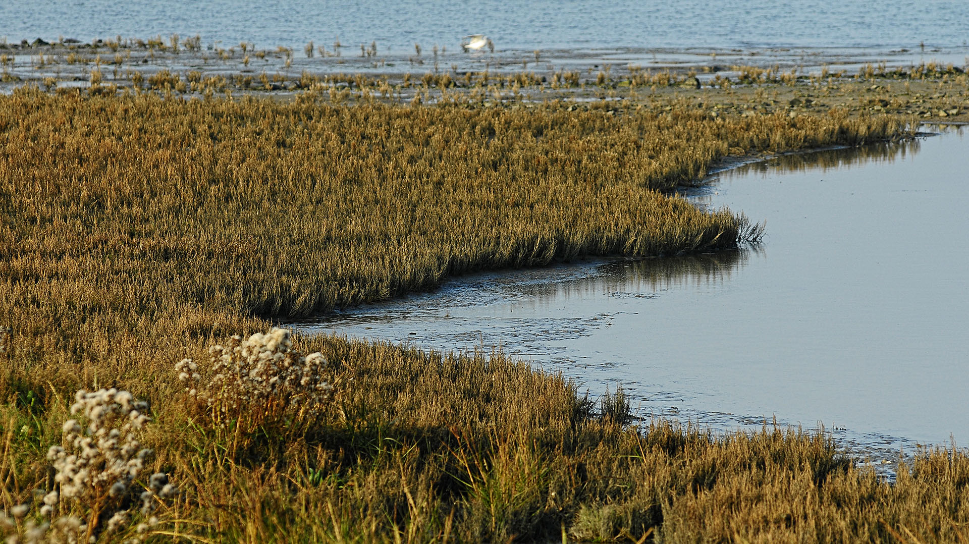 Nordsee-Salzwiese, nicht beweidet, mit Verlandungszone