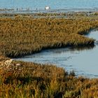 Nordsee-Salzwiese, nicht beweidet, mit Verlandungszone