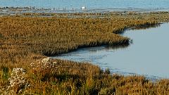 Nordsee-Salzwiese, nicht beweidet, mit Verlandungszone