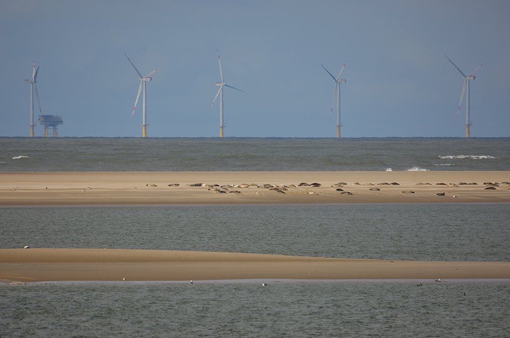 Nordsee - Sandbank - Seehunde - Energie - passt das zusammen?