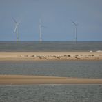 Nordsee - Sandbank - Seehunde - Energie - passt das zusammen?
