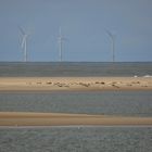 Nordsee - Sandbank - Seehunde - Energie - passt das zusammen?