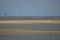 Nordsee - Sandbank - Seehunde - Energie - passt das zusammen?