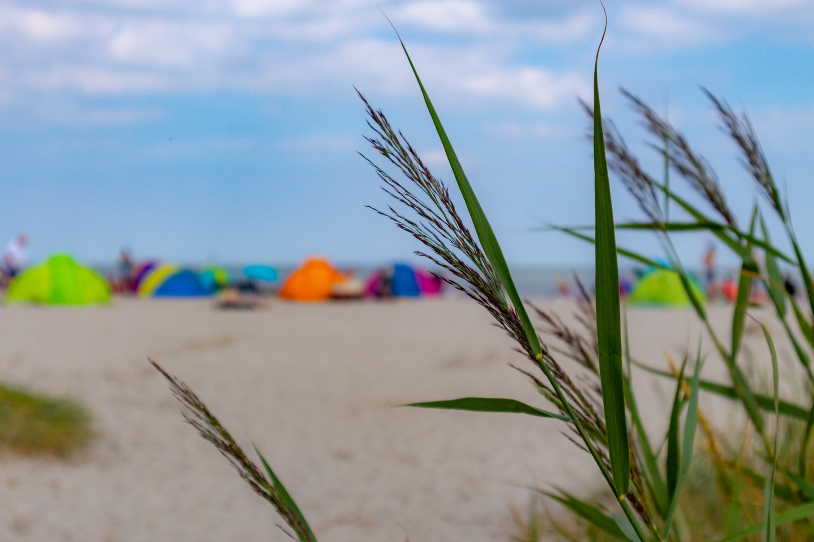 Nordsee Schillig Gras 