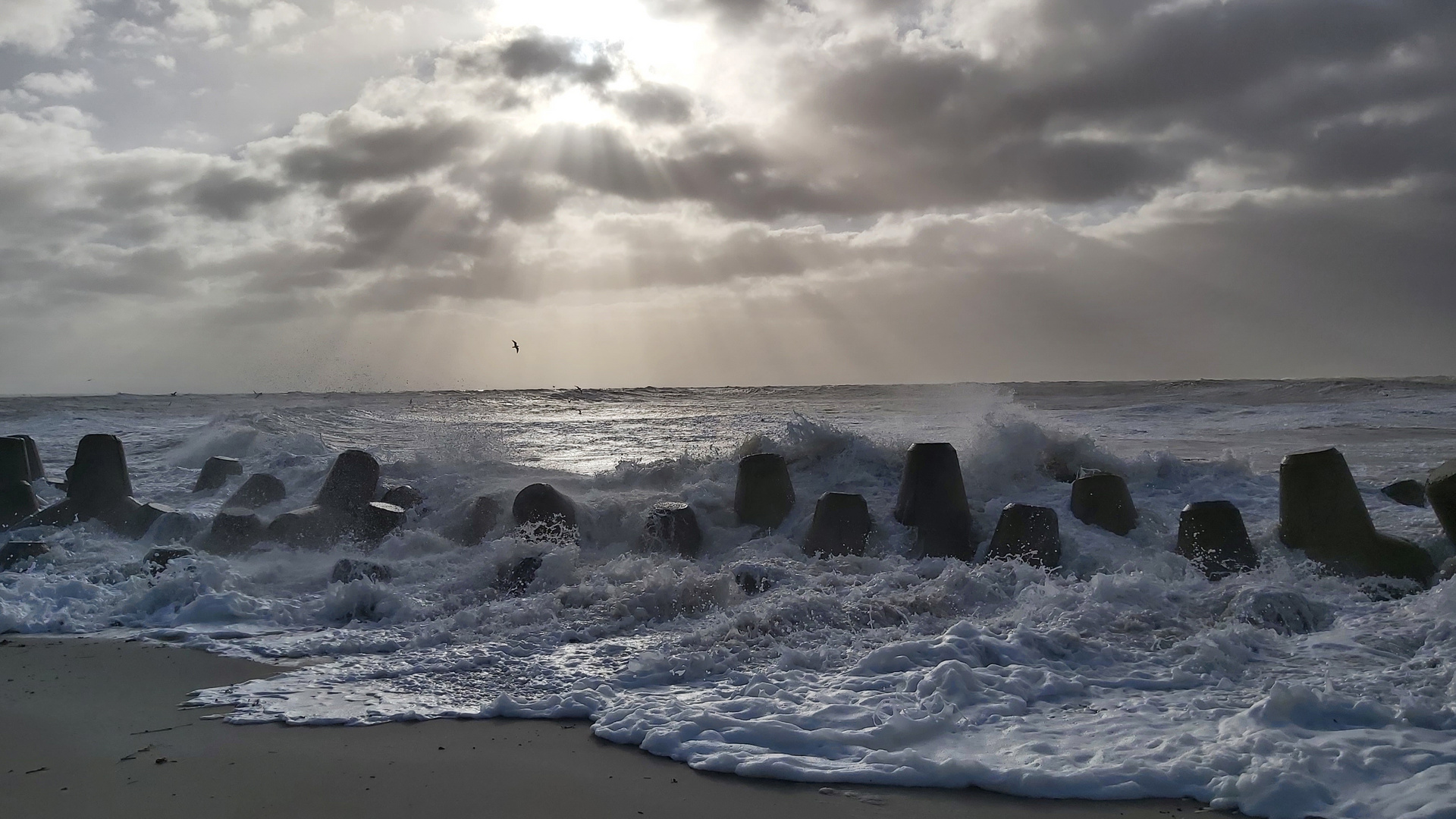 Nordsee-Tetrapoden